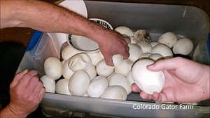 We don't hatch any large python eggs at the farm. We don't believe your average person can handle owning a 17ft long snake. So we remove the yolk and use the eggs as educations tools. We hope you enjoy the video. | Colorado Gator Farm