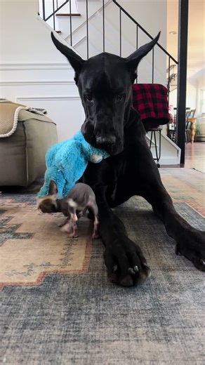 Great Dane proves his love for chihuahua when he sacrifices his own fun for the sake of his little buddy (video)