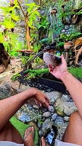 421K views · 6.1K reactions | Pov aktivitas setiap hari boskuh!!!!Dinikmati saja pokok!!!Hobby itu Sahdu bosskuh #kicaumania #aviary #aviarymini #aviaryindonesia | Om Acuz Channel | Facebook