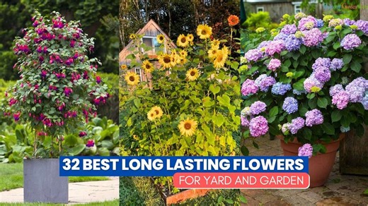 32 Best Long Lasting Flowers for Yard and Garden