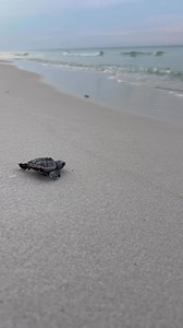 Happy Friday 🥰🐢 | Destin-Fort Walton Beach Sea Turtle Patrol