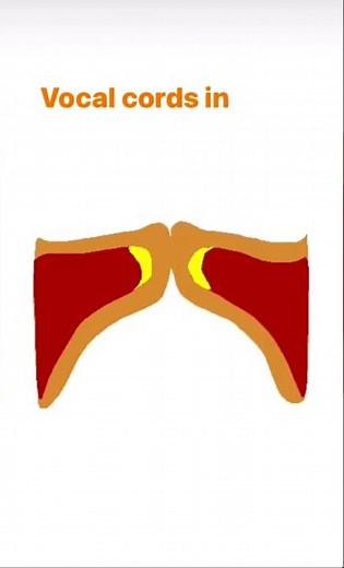 Vocal cords in action