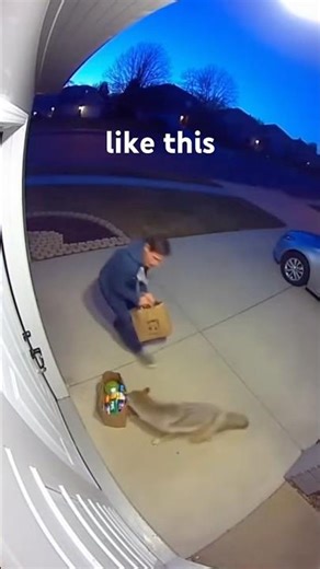 Coyote thief of the night. #coyote #funny #thief #wildlife #viralshort