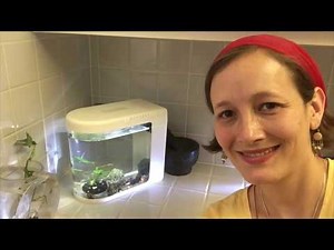 Breeding Mystery Snails