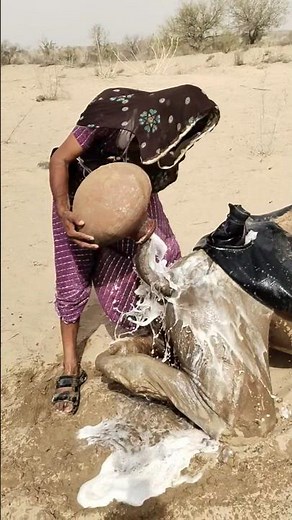 Amazing Camel Cooling Technique with WaterHow Farmers Help Camels Beat the Summer HeatA Simple and E