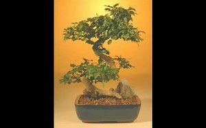 Privet Bonsai Trees