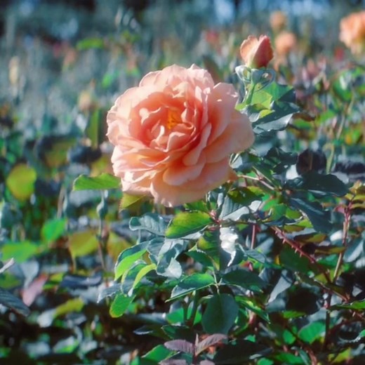 cause i must make you the perfect morning ๋࣭ ⭑ 🕊 ⭑ #cottagecore