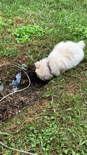 Westie Puppy Growth Milestones Explained