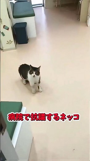 5 funny cat videos full of things to comment on! ③ #cat #kitten #meow #animal