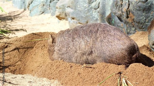 A wombat actively digging a burrow in the sandy ground with its powerful forepaws and kicking loose dirt behind with the hind legs under the sun, close up shot.