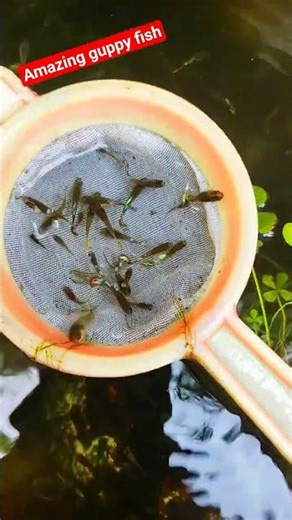 my rare and different guppy fish #fishshorts #exoticaquariumfish #guppyfish #shorts