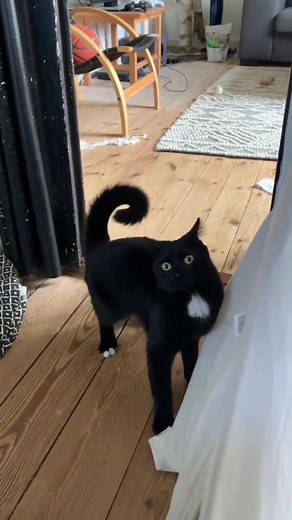 Funny pet cat on TikTok