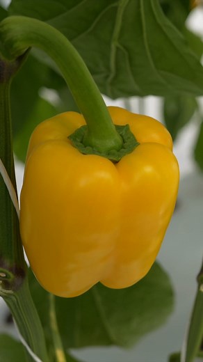 Expo Agroalimentaria Guanajuato 2025 - ¡fue todo lo que esperábamos! Meses de preparación. Pruebas. Perfeccionando el manejo de nuestras variedades para los desafíos específicos que enfrentan los productores mexicanos todos los días.🍅🌶️ Y finalmente, ver a los agricultores emocionarse al ver a Otomi (nuestro nuevo tipo-Roma), Dolzyra (mini-plum) y nuestra línea de bell peppers. Eso hizo que todo valiera la pena. Gracias a todos los que pasaron por nuestro Invernadero. Un enorme agradecimiento 