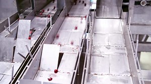 Sorting of berries at factory. Processing of sorting berries with special machines