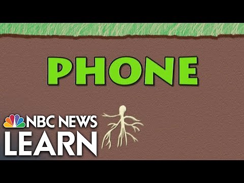 Word Roots: Phone