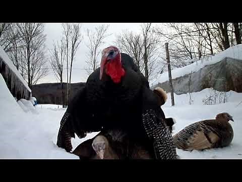 Heritage Breed Turkey Mates Two Hens Back to Back
