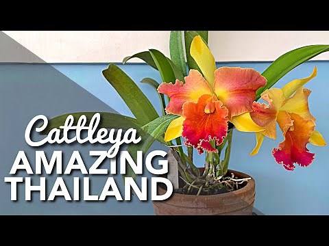 CATTLEYA AMAZING THAILAND | Orchid in Bloom | Large and Fragrant Cattleya Orchid Flowers