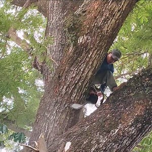 Amazing talent skill man cutting tree | Making Video