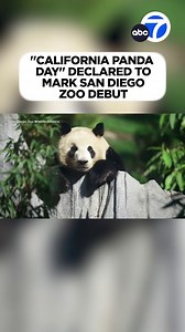 15K views · 225 reactions | Two pandas making their American debut are ready to meet you! Almost a month and a half after Yun Chuan and Xin Bao arrived in the United States from China, the public is finally able to see the pandas in person at San Diego Zoo. 殺 Governor Gavin Newsom issued a proclamation making Thursday "California Panda Day." 懶 | ABC7 | Facebook