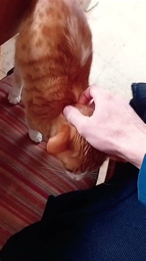 Good moewrning ! #cat #cute