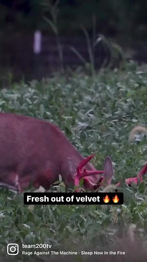 5.8K views · 89 reactions | RED Moon evening and this guy steps out. Find the best days to scout big bucks with Moon Guide | Team 200TV | Facebook