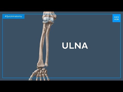 Anatomy of the ulna - Quick Anatomy | Kenhub