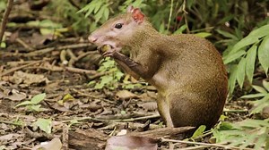 Rodent, Food, Mammal. Free Stock Video