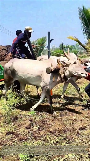 Balancing the Load: How Farmers Use Body Weight to Stabilize Ox-Drawn Soil Hauling