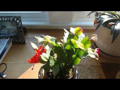 How To Care For A Christmas, Easter Or Thanksgiving Cactus