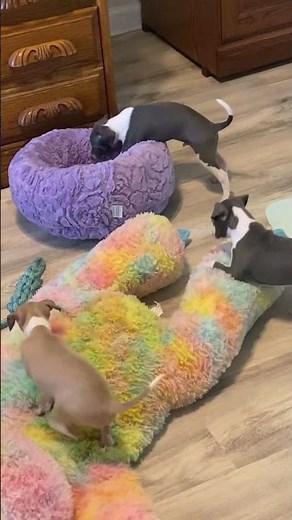 5 week old marchwind italian greyhound puppies see more at www.marchwindigs.net