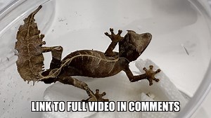 Today, I’m moving all my satanic leaf-tailed geckos (Uroplatus phantasticus) from sterile plastic bin enclosures with paper towel and plastic plants back into their12x12x18 inch Exo Terra enclosures fitted with misting system and computer fans for ventilation! (Link to full video in comments) | Reptiliatus