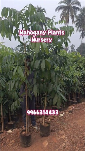 Mahogany Plants Nursery - Mahogany tree farming
