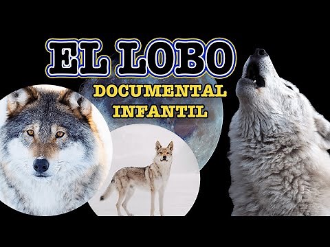 EL LOBO 🐺 🌙 | Videos educativos para niños | Los animales | Documentales para niños