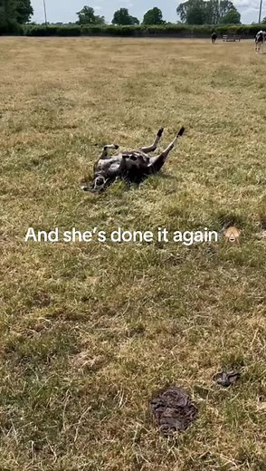 #britishfarming #coppicefarm #shrewsbury #shropshire #farming #backbritishfarming #sheep #sheepofinstagram #stuck #rollover