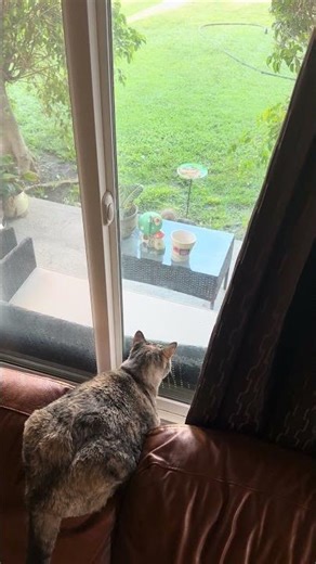 Everyday the cat watches the squirrel eat. #LTLEntertainment3
