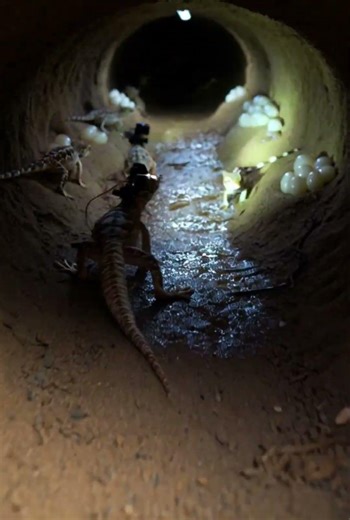 Inside a Gecko’s Hidden World 🦎 | Micro Camera POV #Shorts