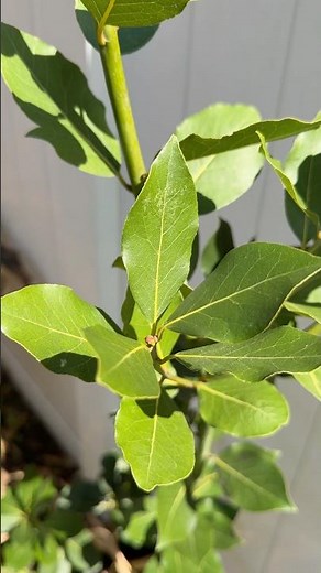 Bay laurel (Laurus nobilis)#herbs #spices