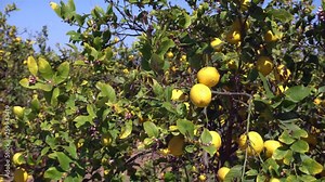 Lemon fruits and blossom growing on lemon tree under the sunny rays. Branches with ripe yellow lemons in lemon orchard