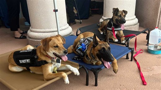 Program helps connect veterans with service dogs through VA partnerships