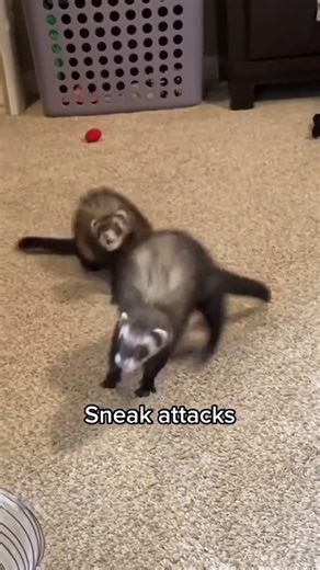 6.2K views · 328 reactions | Perfect Shoot  #FerretLife #FerretLover #Ferretsoftiktok #FerretReels #FunnyFerrets #WeaselWarDance #FerretZoomies #FerretFun #FerretTok | We're Ferrets lover | Facebook