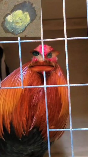 You knew!! #gamefowl #gamefowllife #gamefowlnation #gamefowlbreeders