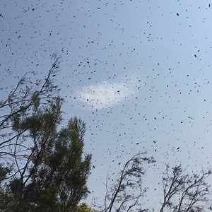 4.6K views · 224 reactions | Bees have an amazingly intuitive gift as...