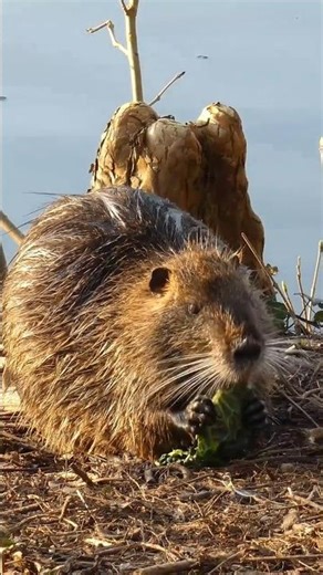 Lake Tahoe’s Unbelievable Mouse Invasion Traps Selling Out Everywhere! 🐭