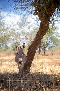 10K views · 213 reactions | What makes a donkey happy? - Having the...