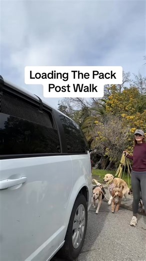 Atlas at the end 凉 also Ranger is a puppy who lacks impulse control! I normally clip him in the van for drop offs to prevent him from having a puppy brain moment like this! #dogtraining #packwalk #dogwalker #dogsoftiktok #dogtrainer | Ingrid Pups | Facebook
