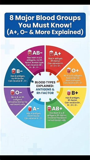 "8 Major Blood Groups You Must Know! (A+, O– & More Explained)"
