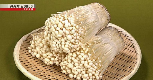 ENOKI - Trails to Oishii Tokyo