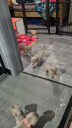 9.7K views · 331 reactions | Two days of four weeks and we are mobile | Susan Boland | Facebook