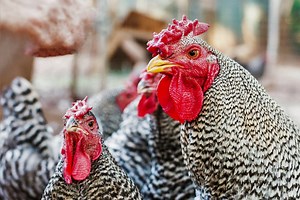 5 Things to Know Before Buying Dominique Chickens