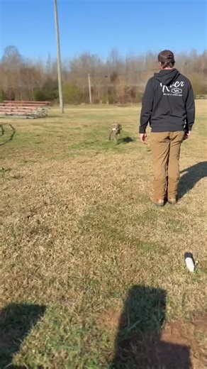 Liberty Canine LLC on Instagram: "Cleaning up some impulse control and mouth manners with Trace. Most of the time, you see a dog with bad mouth manners and the masses scream force fetch or back to the table. Trace has already been force fetched but when the drive and arousal elevate the chewing comes out. Fixing that problem at source is, in my experience, the best answer. Using some indirect pressure and -R the heel rather than the hold helps a lot. I also believe that some dogs are genetically